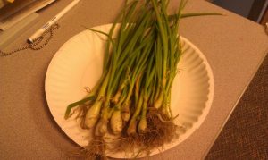 Our Harvested Green Onions!